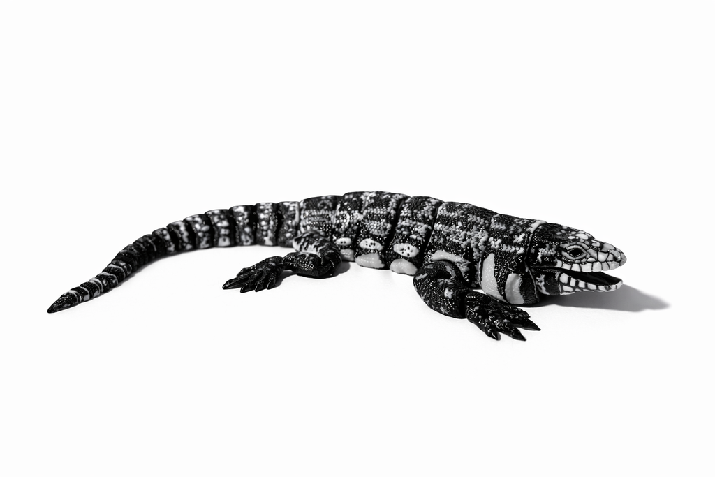 Schwarz-Weißer Tegu