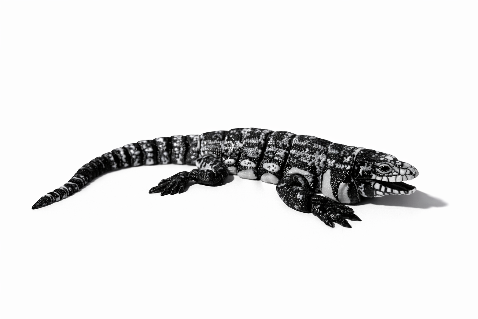 Schwarz-Weißer Tegu