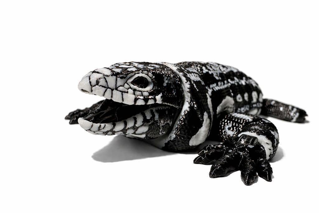 Schwarz-Weißer Tegu