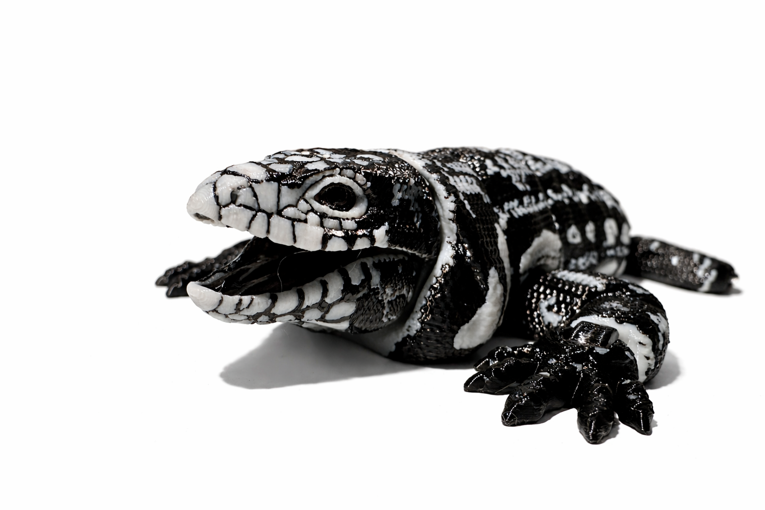 Schwarz-Weißer Tegu