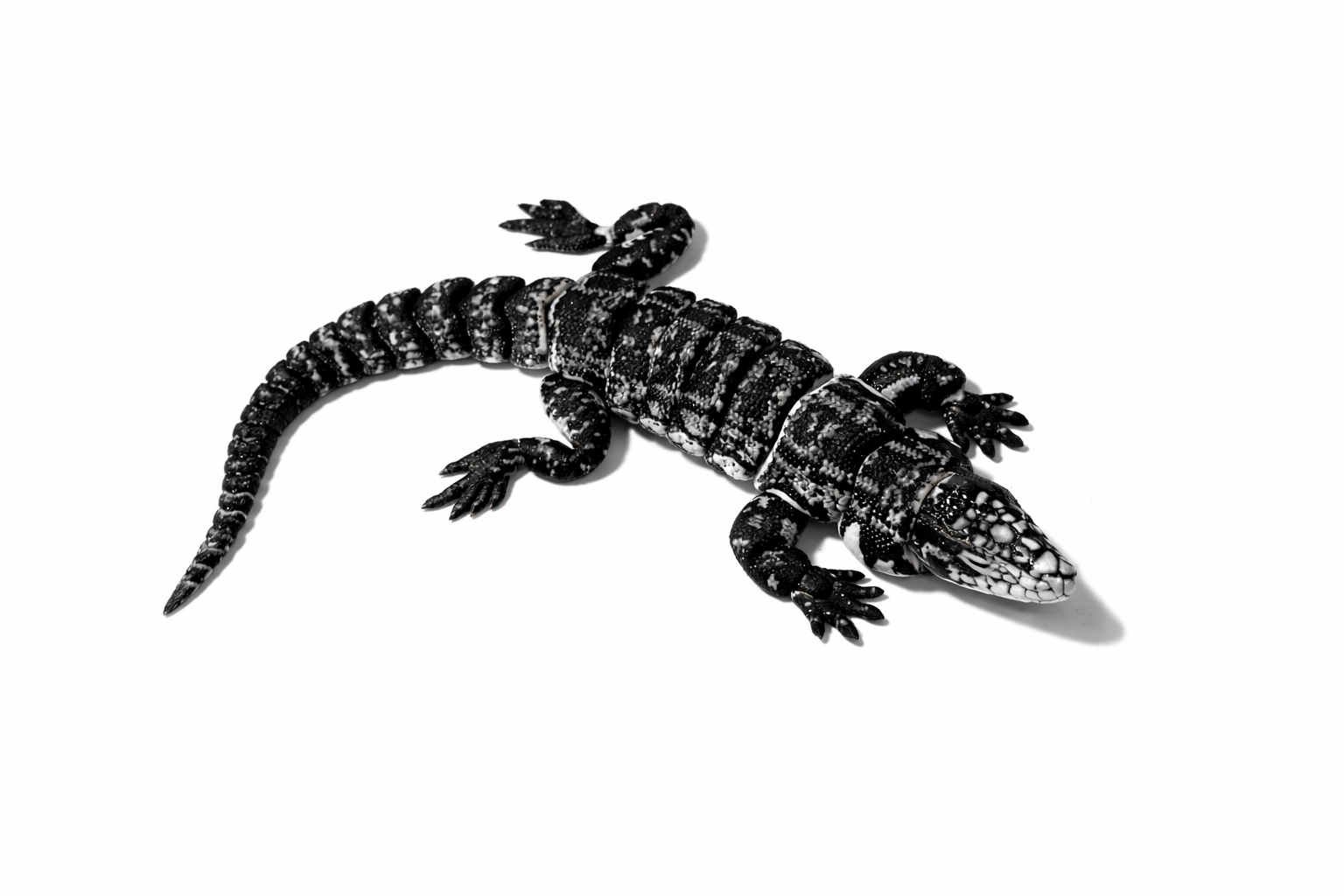 Schwarz-Weißer Tegu