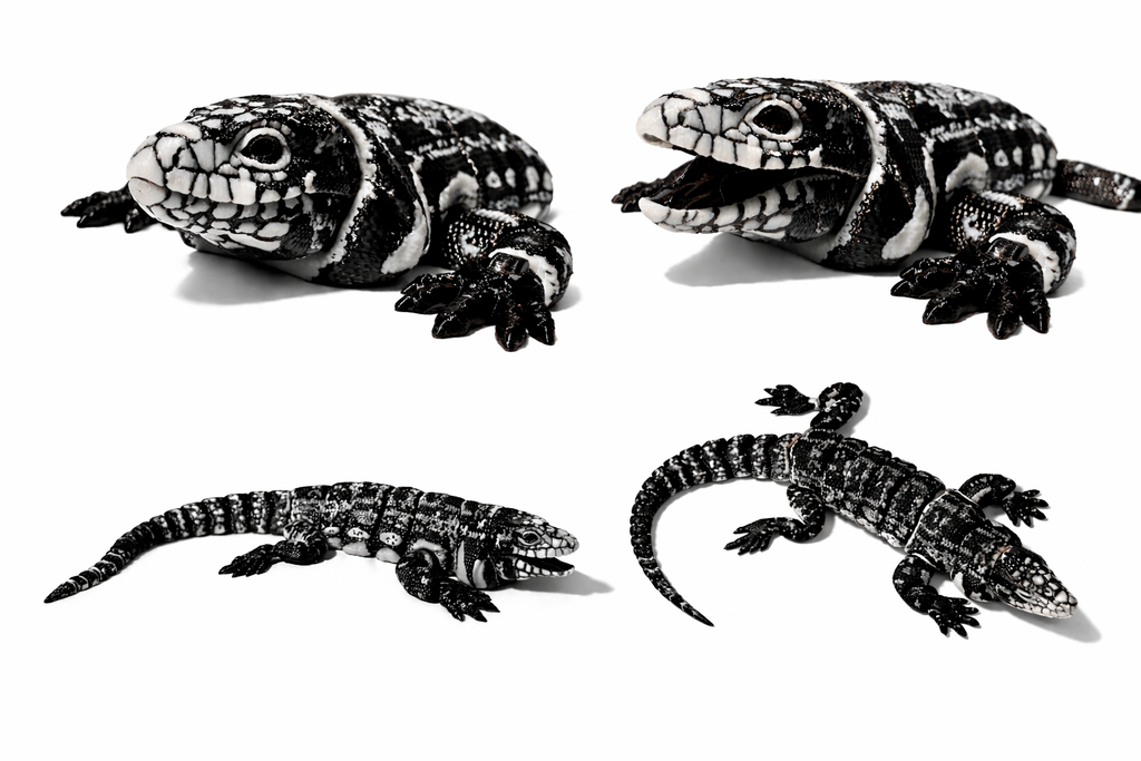 Schwarz-Weißer Tegu