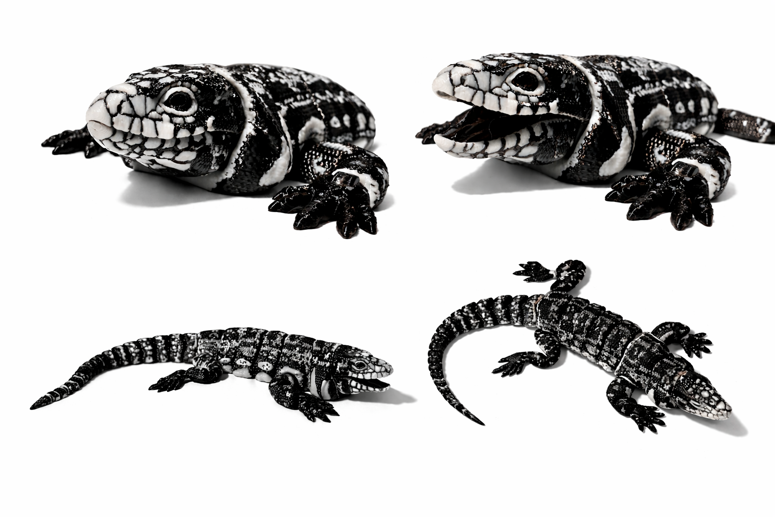 Schwarz-Weißer Tegu