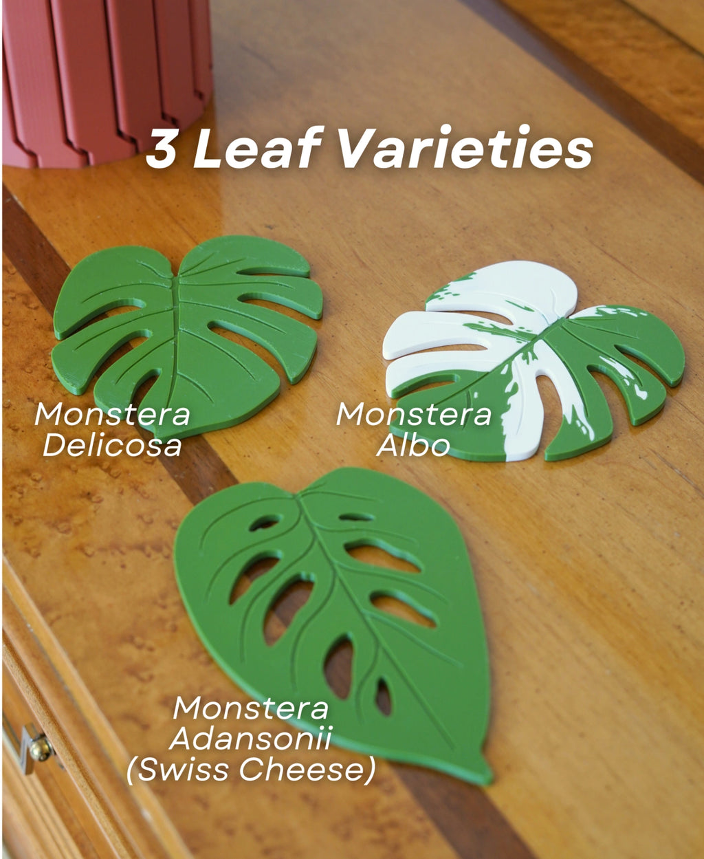 Monstera Coaster Set (Gen 2) – Dekorative Pflanze & Untersetzer in einem!